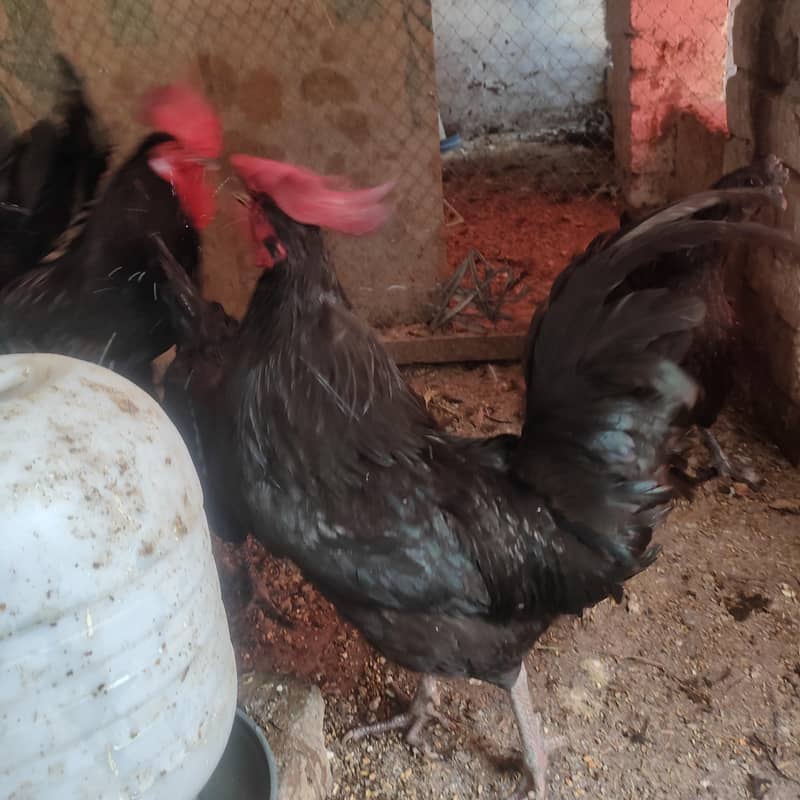 Australorp Rooster 3