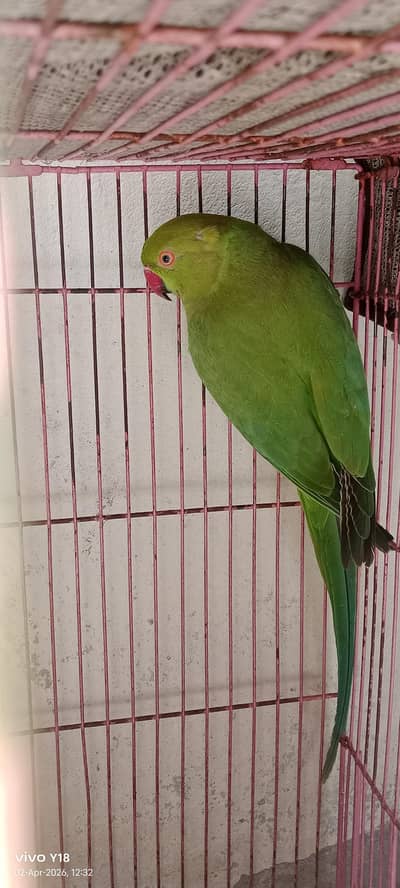 parrot for sale