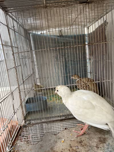 White or irani pair breeder