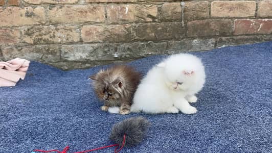 Female kittens semi punch face  03234102419