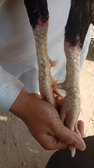 Aseel lassani for sale