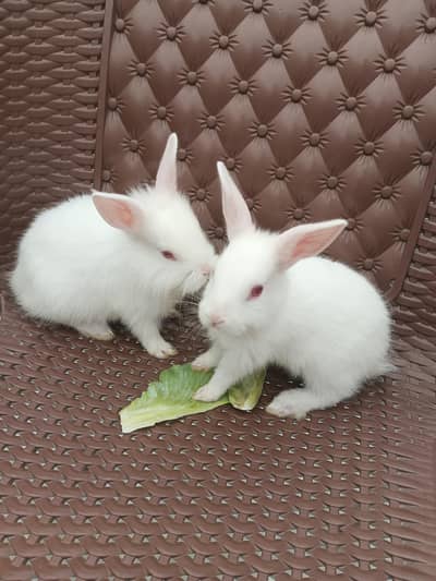 red eyes rabbit for sale