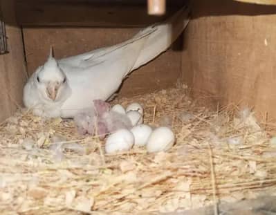 Eno rad iez cocktail 7000