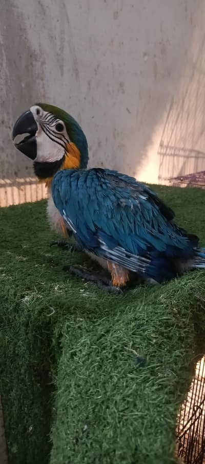Blue  n gold macaw chick available