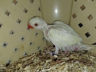 Creamino Ringneck  Chick covered