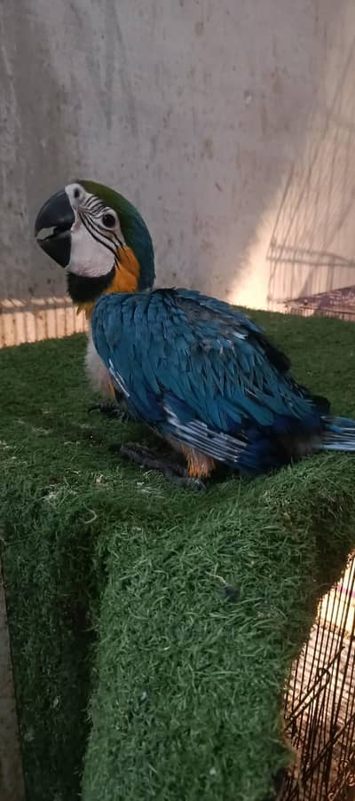 BLUE N GOLD macaw  malucan cacatoa chick's available