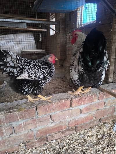 Wyandott Pair