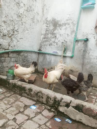 8 murghi ha Andy dati ha rozana