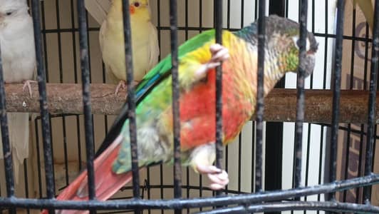 for sale asee sontol. cocktail. pair comon white  pair . conor one pic