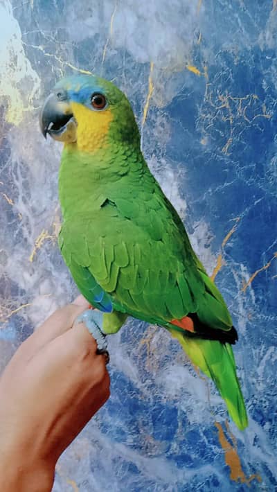 Amazon 6 month /03152248124