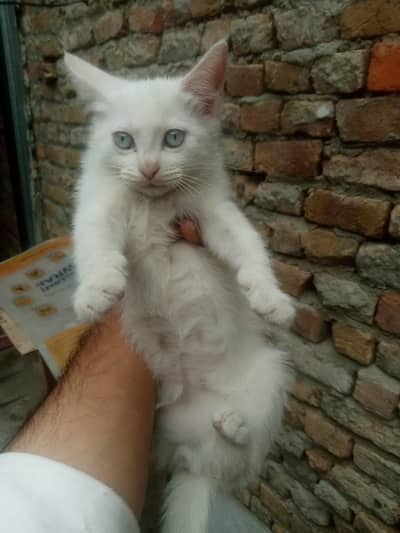 Italian Cats for sale