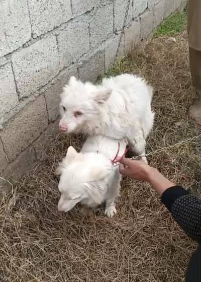 Russian pink nose breeder female matted
