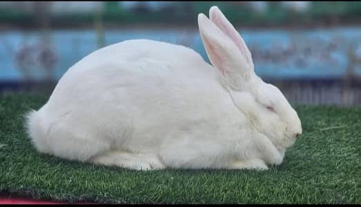 All type off rabbit are available