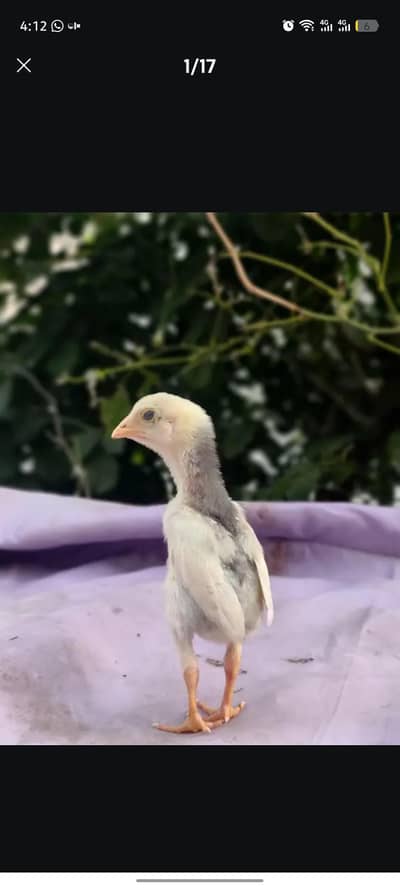 shamo chicks | black skin dragon chicks | thai chicks