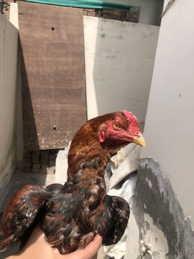 Aseel murgha and hen available