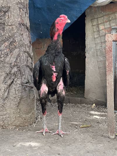 Pure Thai breeder pair for sale