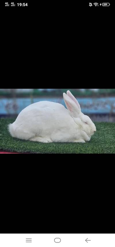 All type of rabbit are available