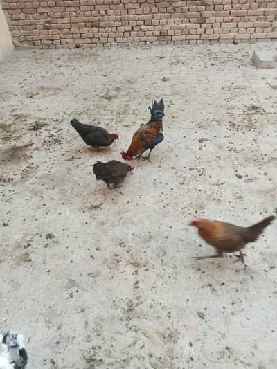 Hassel murgiya bachy golden messri murgiya murga for sal 03153875996