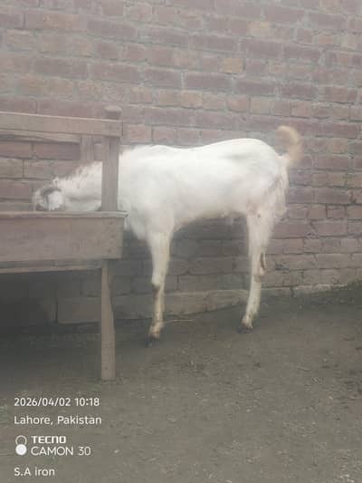 mukhi china Bakra  goat