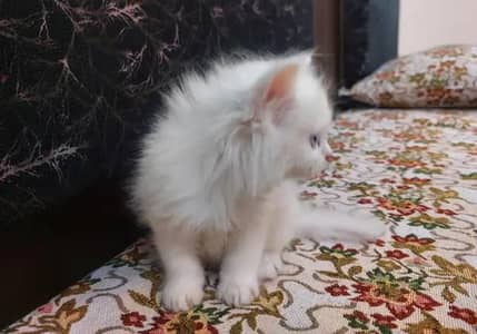 Persian female kitten for sale delivery available all Pakistan