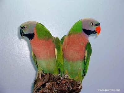 mustache parrot pair