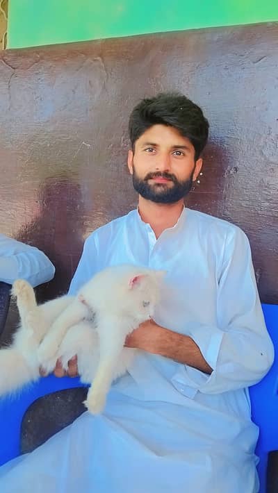 Persion pure white cat