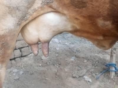 Bull  | Cholistani Bachra| vera