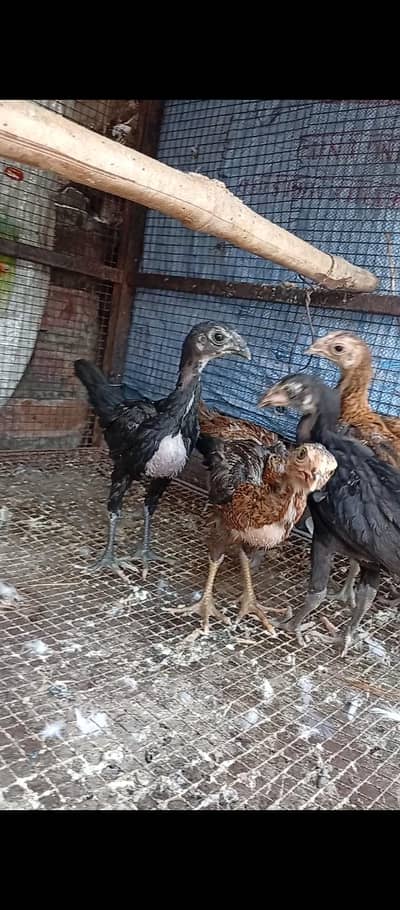 Thai Burmi Pakoye Dragon Chick's Available Healthy Active