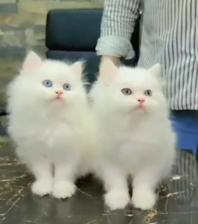 Persian female kitten for sale delivery available all Pakistan