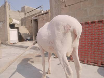 Healthy Dhumba for Sale – Heavy Weight | Qurbani Special | Best Price