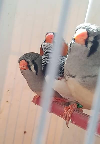 Ng splite charcoal exhibition pairs 033 528 55 080