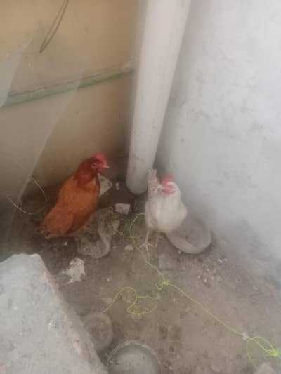 Desi Hen sell