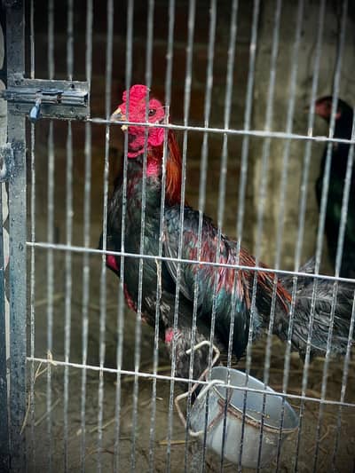 Thai chicks | egg | Thai pakoya |