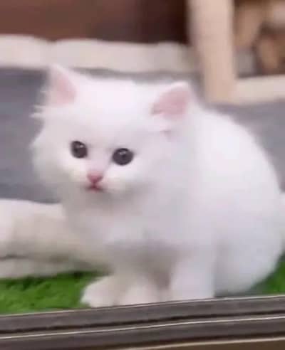 Persian female kitten for sale delivery available all Pakistan