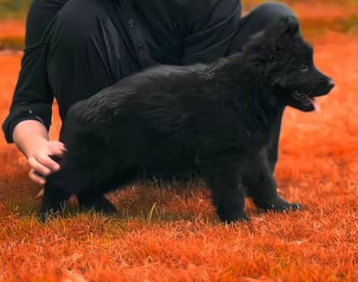 Long coat pappy black jarman