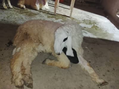 kajla chatra | chatra | sheep | Dumba |Qurbani janwar | Dumba for sale