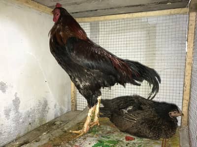 Aseel Sindhi murgha and  murji