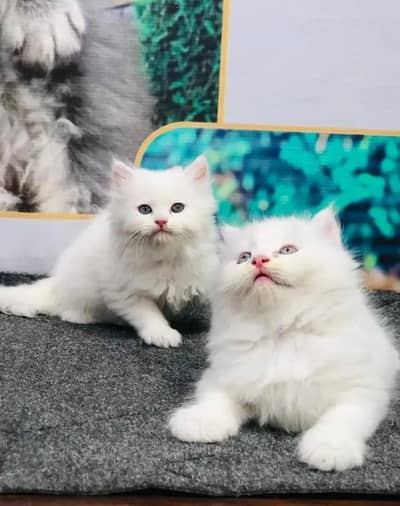Persian female kitten for sale delivery available all Pakistan