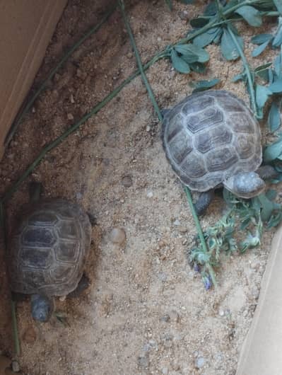 2 baby tortoise