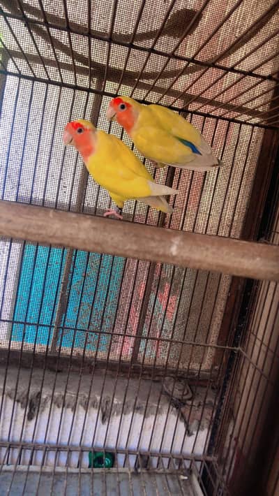 Love birds pair
