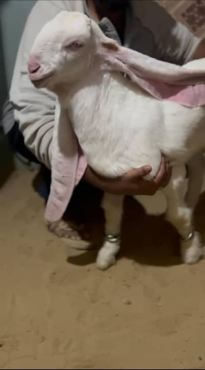 Pure Gulabi Male or Cross kid