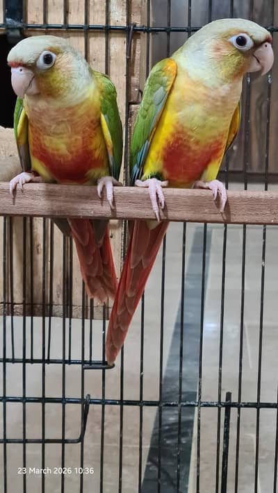 High red split lutino conure lab attested parrots pair