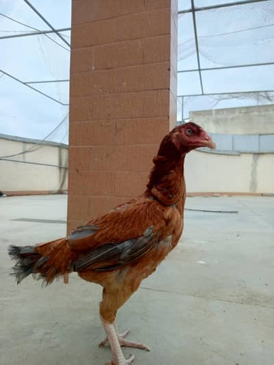 Lakhi Murghi With 3 chick Home breed