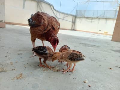 Lakhi Murghi With 3 chick Home breed