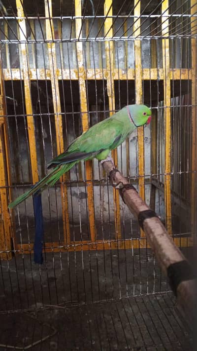 2 Male and female Beautiful Kashmiri/Pahari Male Pair - 1 Year Old"