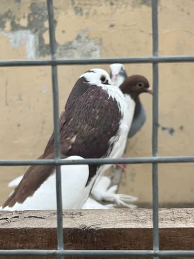 Best quality  Breeding pair