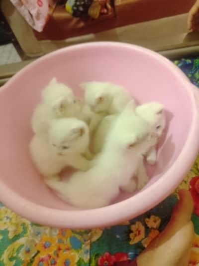 new born kitan doable cord eyes blue eyes