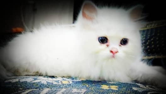 HOME BREED Persian cat Fully trained (03000901264)