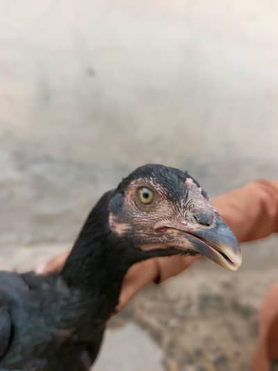 Pure Aseel Black Hen