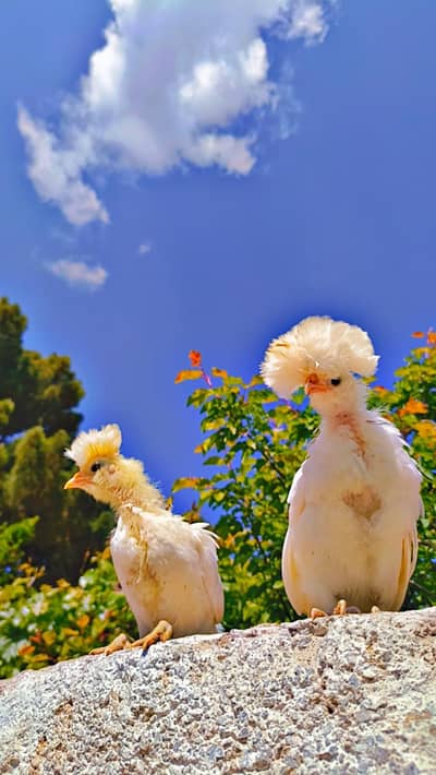 white polish health and active chicks location pishin